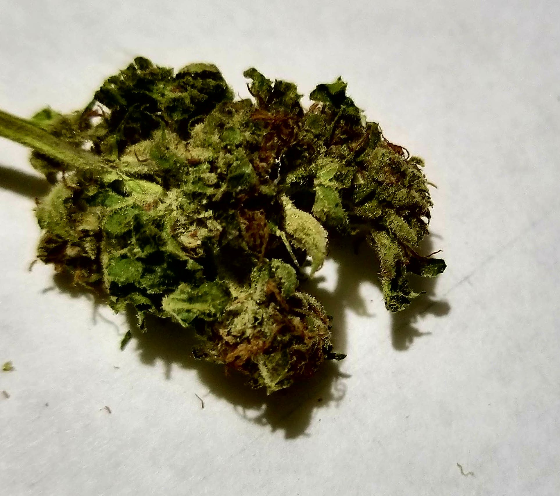 Bota Buds Presidential Kush, Presidential Kush 