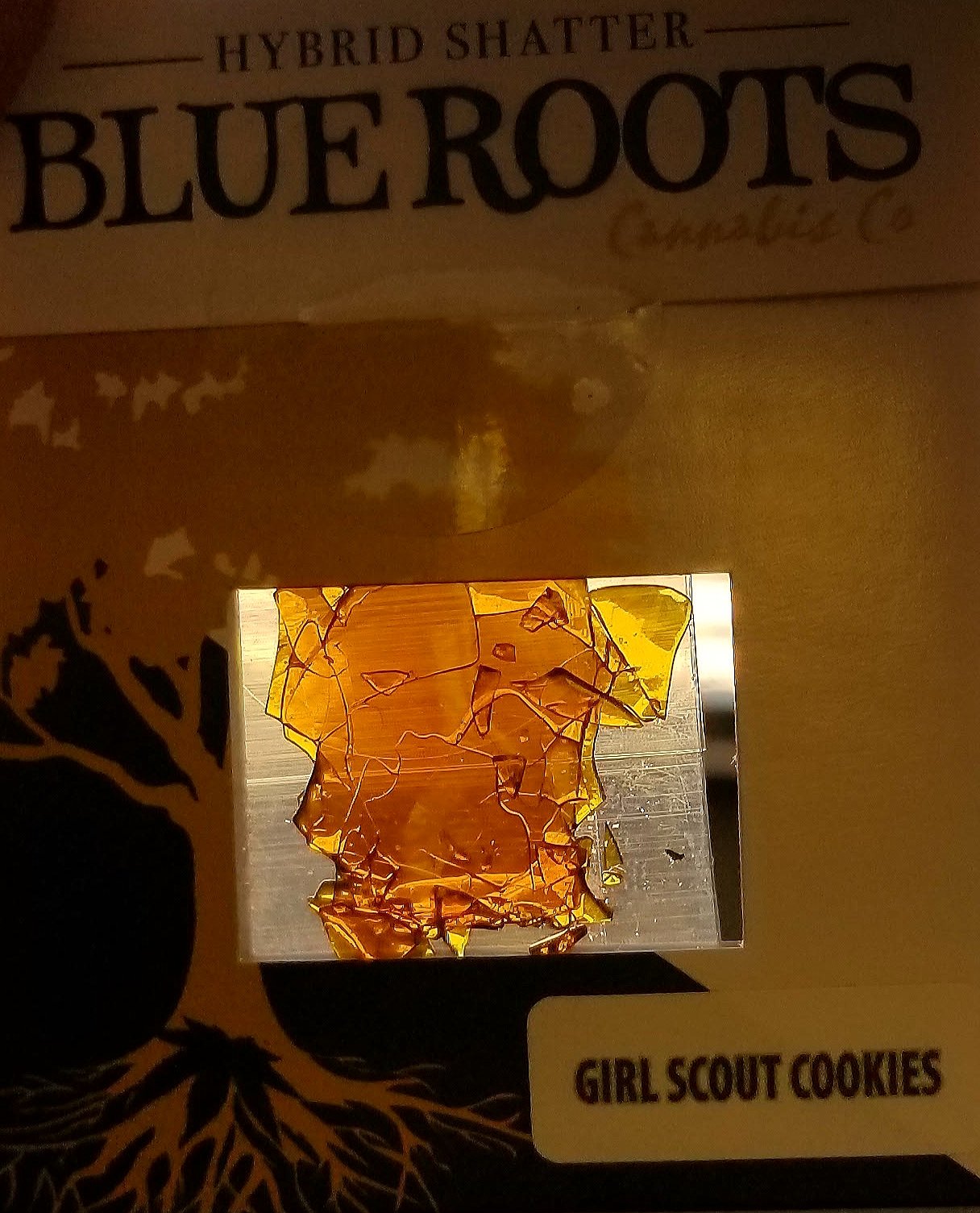 blue roots cannabis , girl scout cookies shatter, blue roots cannabis shatter