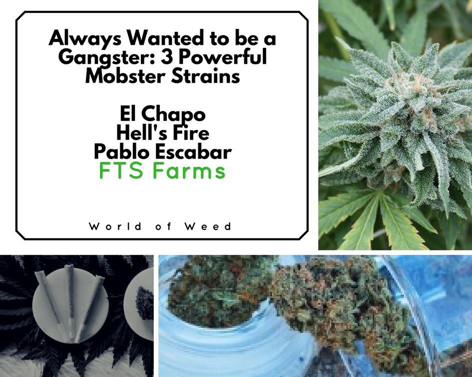 FTS Farms, From The Soil, mobster strains