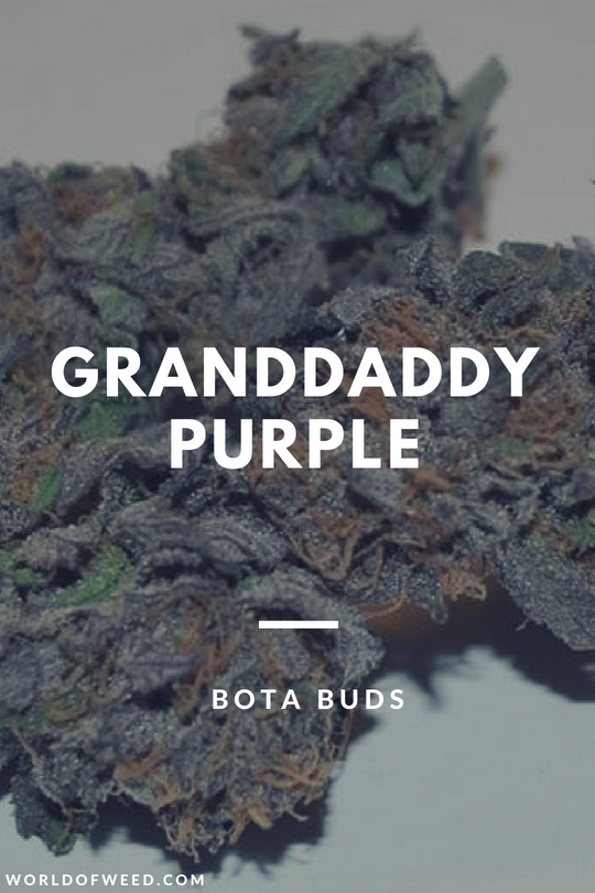 Bota Buds Granddaddy Purple strain 
