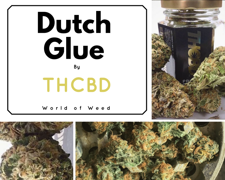 Dutch Glue strain THCBD