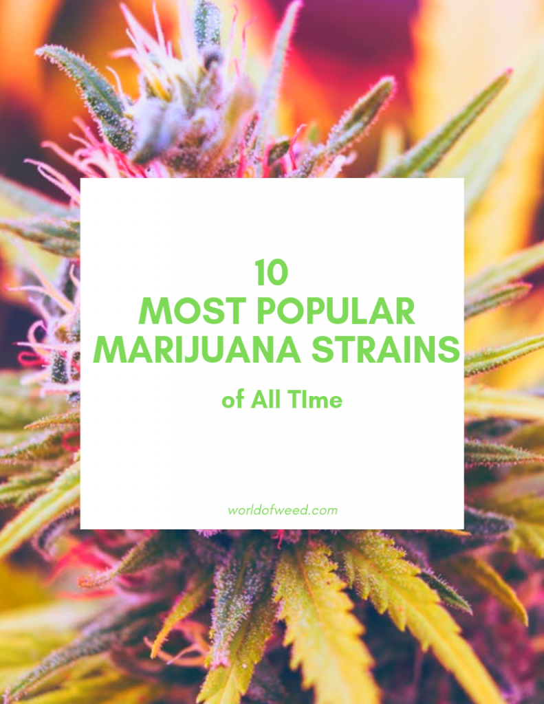 popular marijuana strains