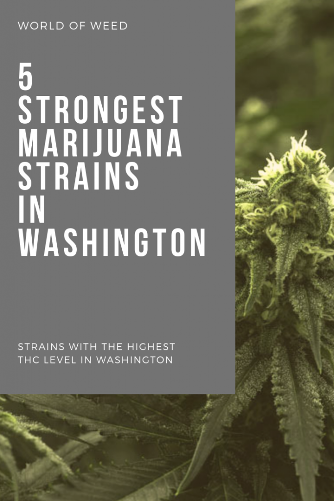 strongest marijuana strains in Washington, tacoma dispensary 