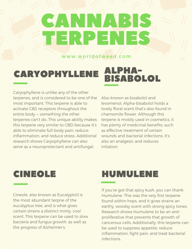 cannabis terpenes