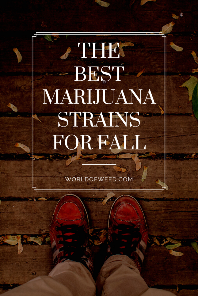 Best marijuana strains for fall