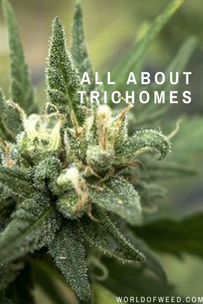 All About Trichomes | Tacoma dispensary World of Weed