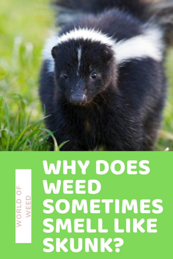 Why does weed sometimes smell like skunk?