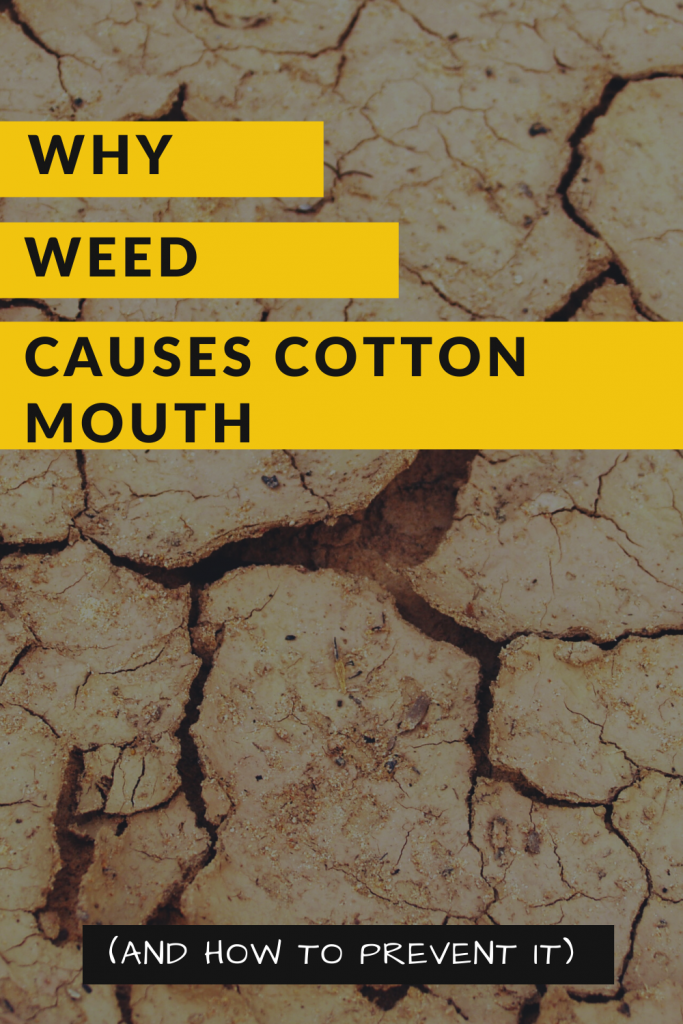 Learn why weed causes cotton mouth and how to prevent it