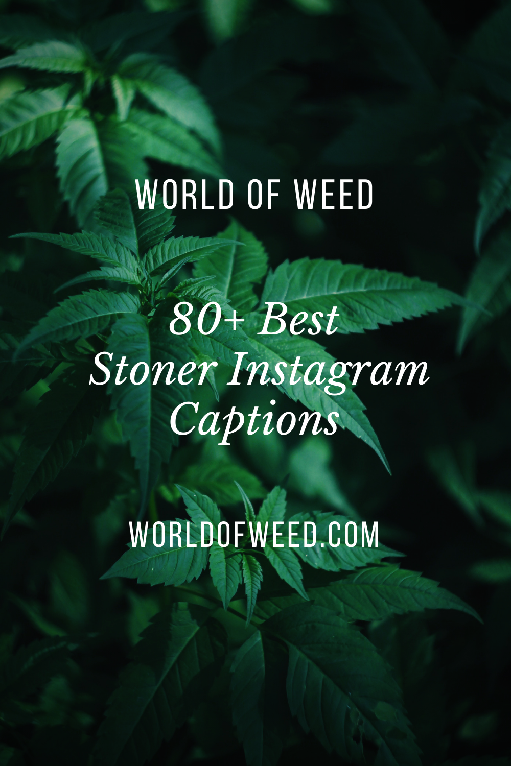 80+ Best Stoner Instagram Captions | World Of Weed