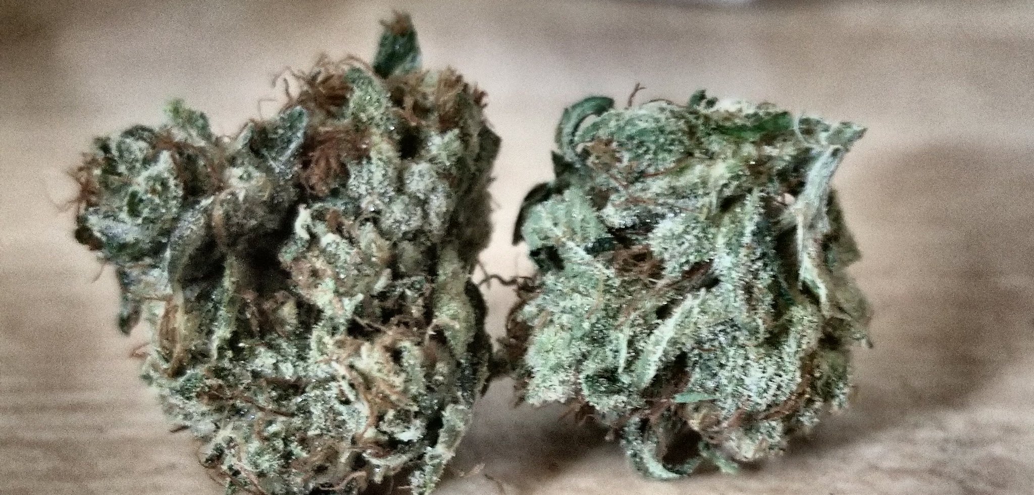 Blue Roots Face Off OG