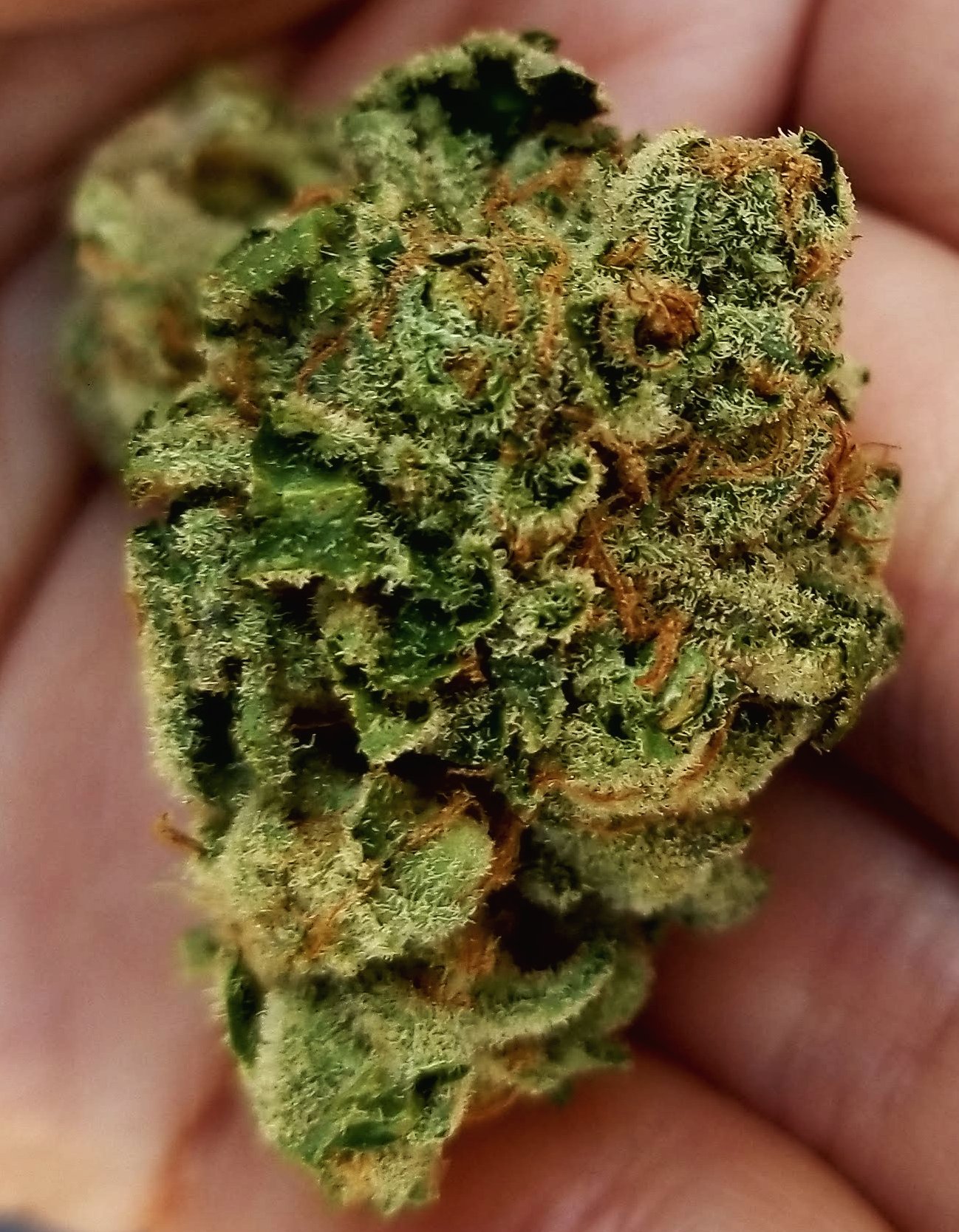 Supermax OG by Blue Roots