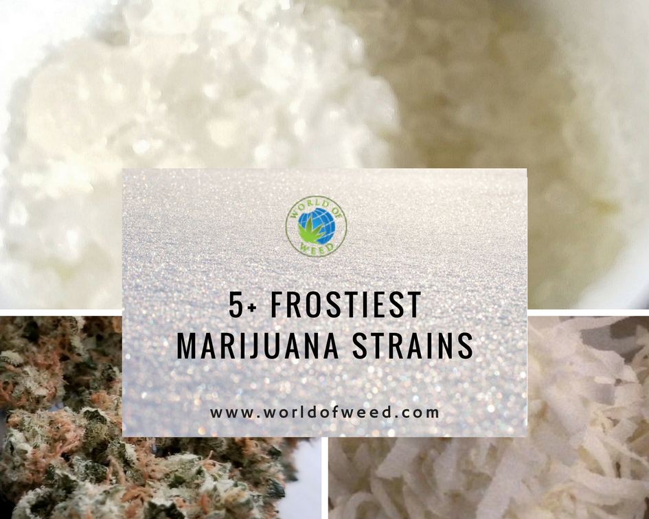 5+ Frostiest Marijuana Strains to Create Your Own Winter Wonderland