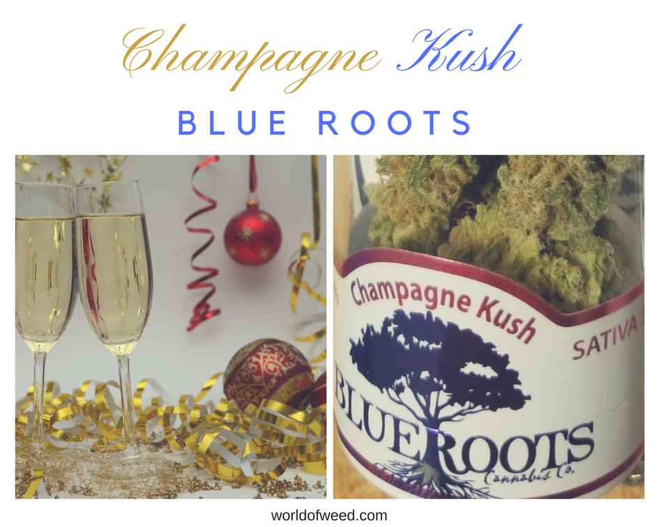 Champagne Kush by Blue Roots