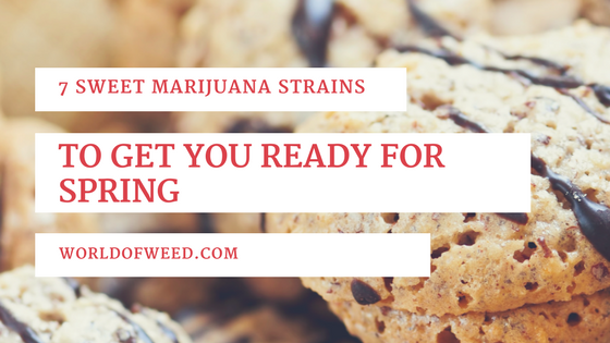 7 Sweet Marijuana Strains to Get You Ready for Spring