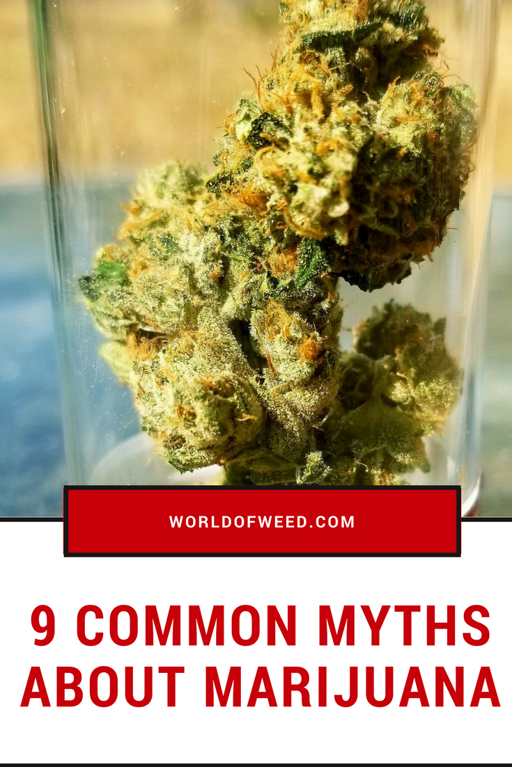 common myths about marijuana