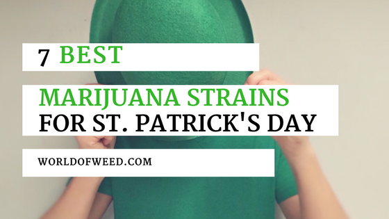 7 Best Marijuana Strains for St. Patrick’s Day