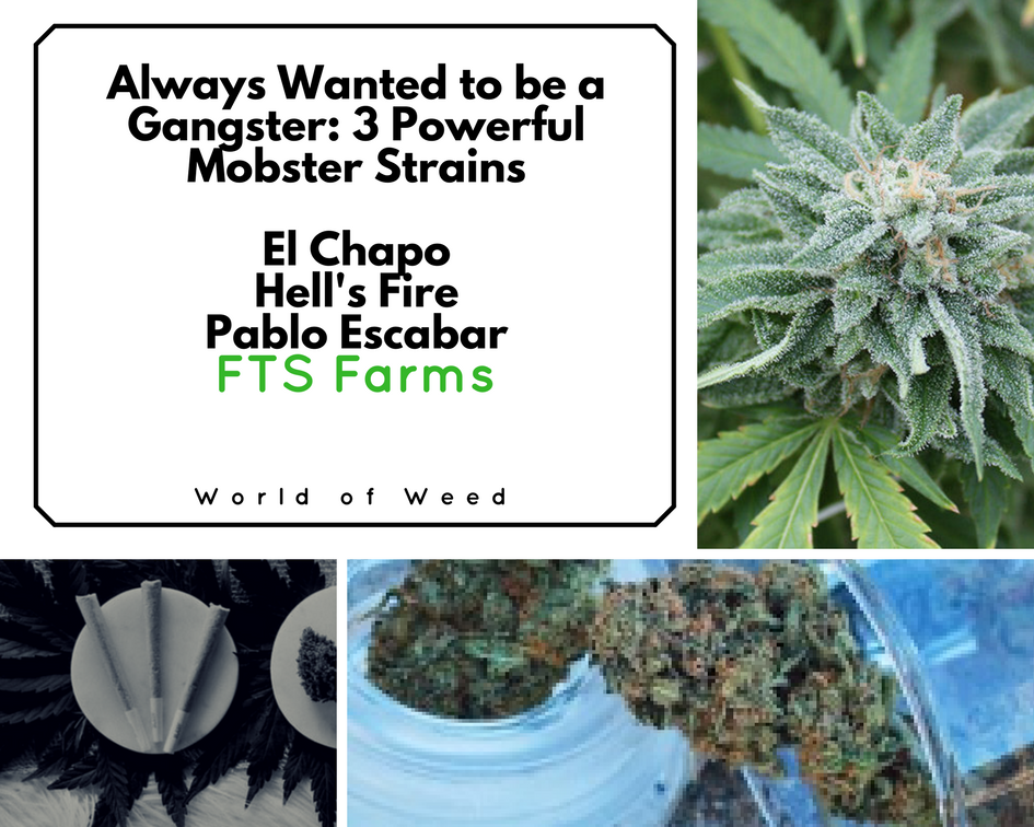 Always Wanted to Be a Gangster: 3 Powerful Mobster Strains by FTS