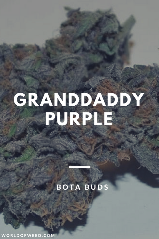 The Granddaddy Purple Strain by Bota Buds