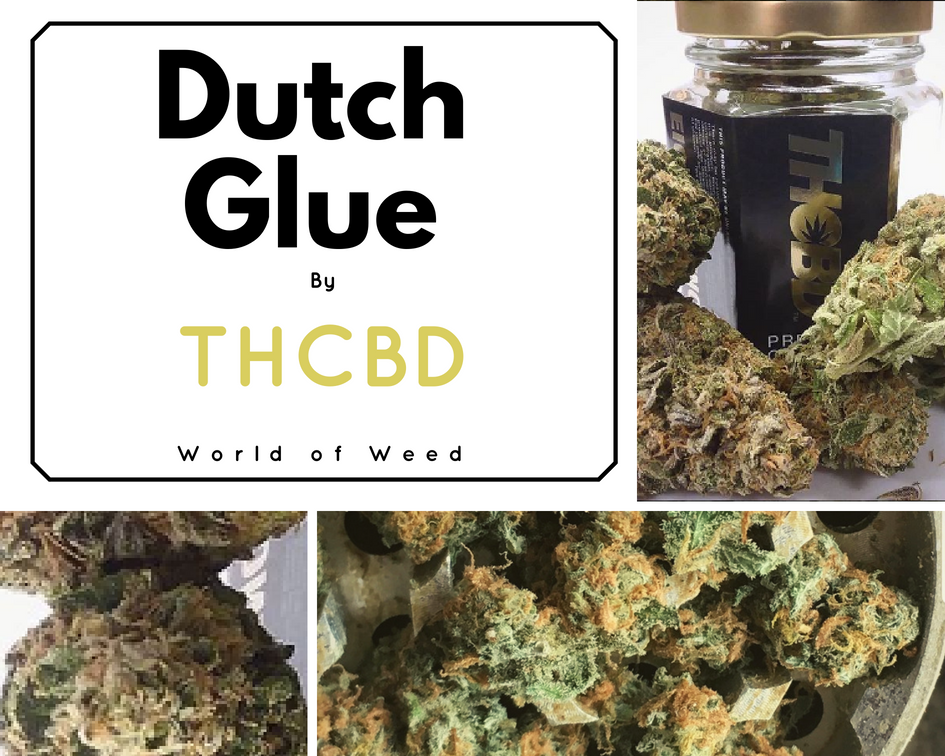 Dutch Glue by THCBD