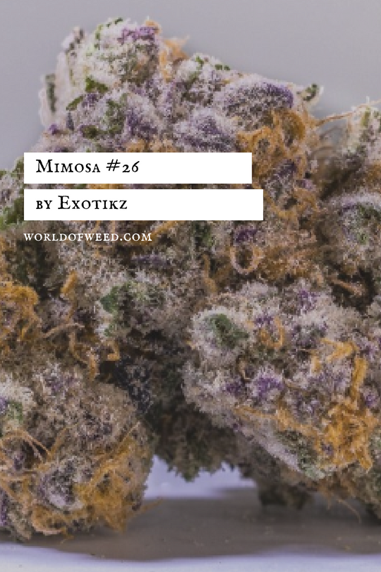 Mimosa #26 by Exotikz