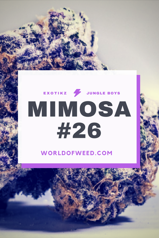 Enjoy Brunch Even More With Mimosa #26 by Exotikz