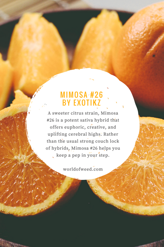 Mimosa #26 by Exotikz | World of Weed Mimosa #26 by Exotikz