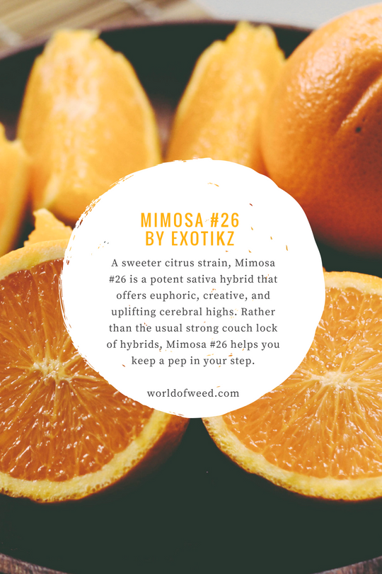 Mimosa #26 by Exotikz