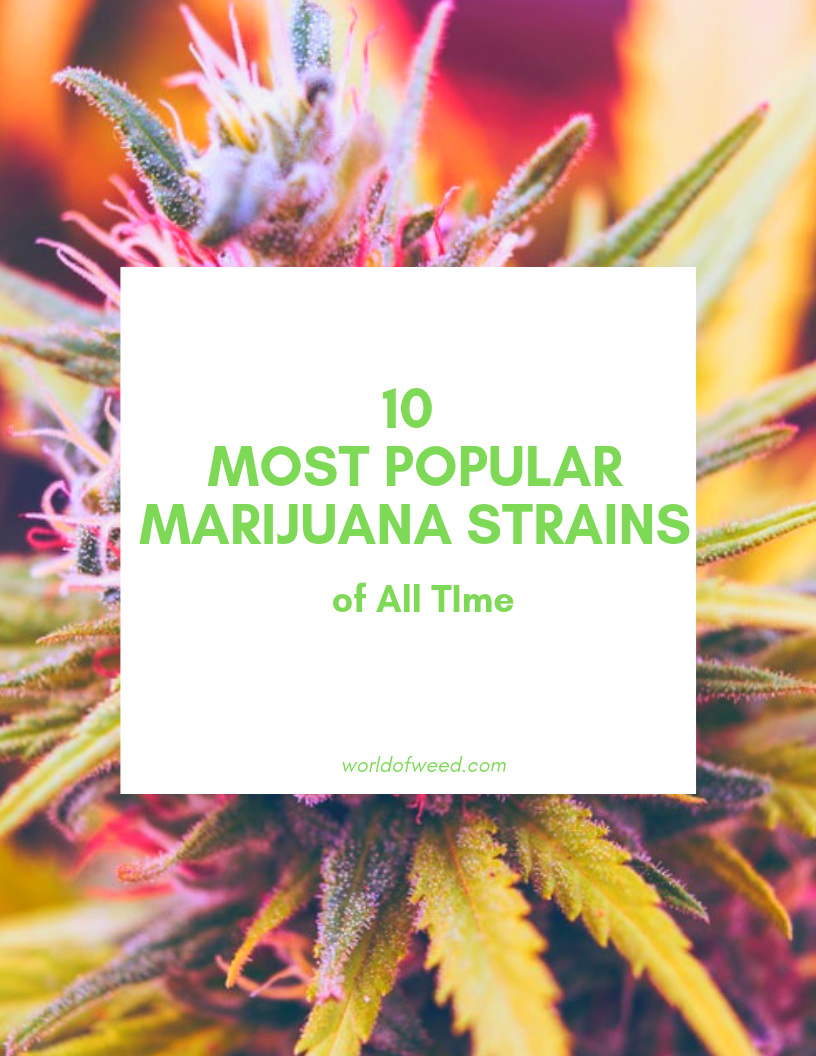 10 Most Popular Marijuana Strains of All Time