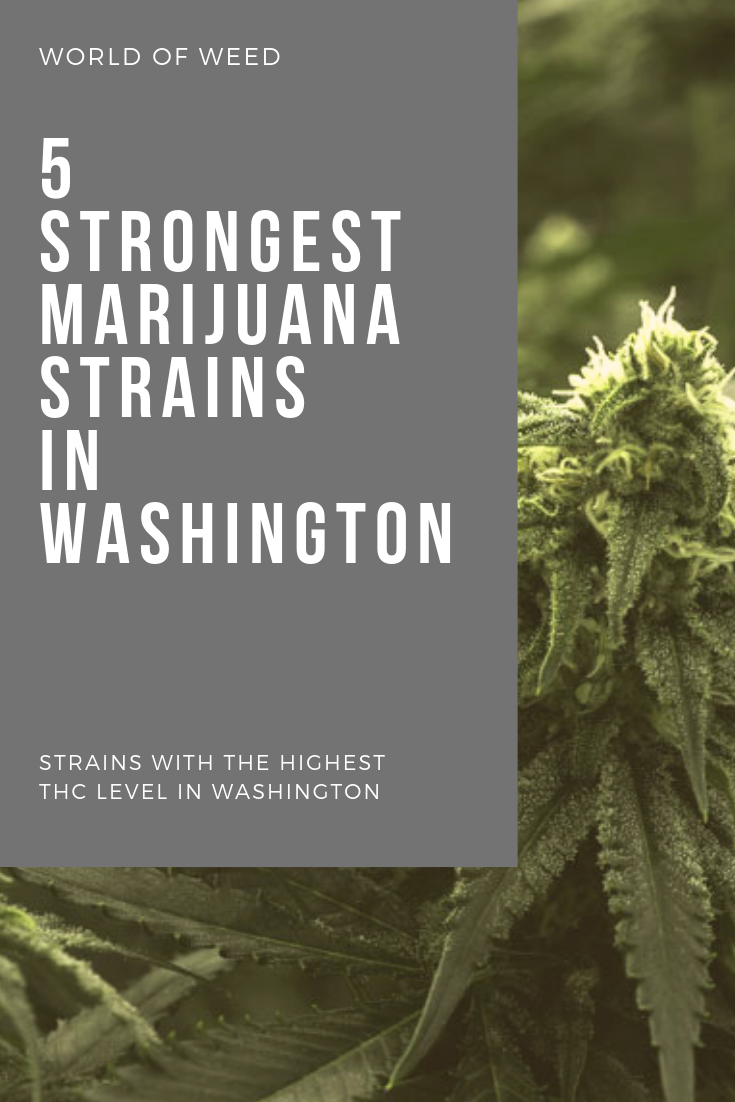 5 Strongest Marijuana Strains in Washington