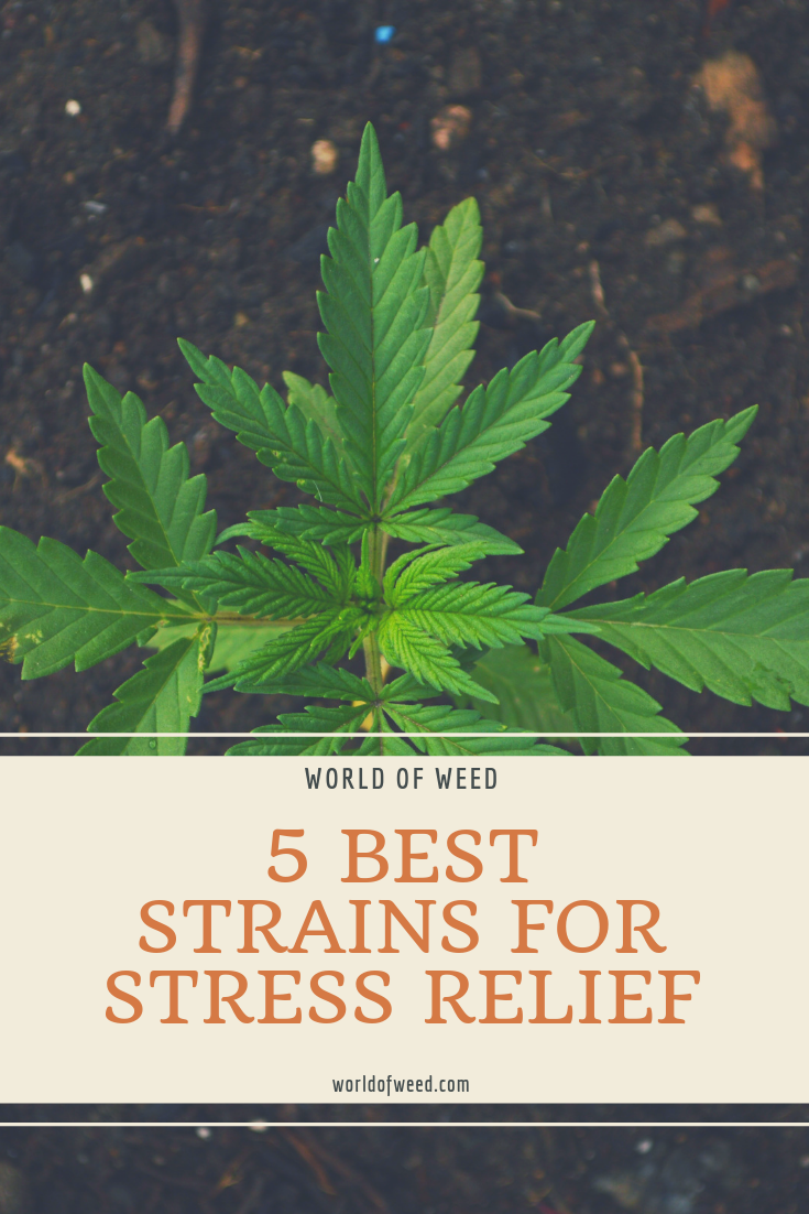 5 Best Strains for Stress Relief