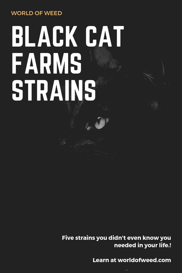 These Black Cat Farms Strains Are Everything You Didn’t Even Know You Needed