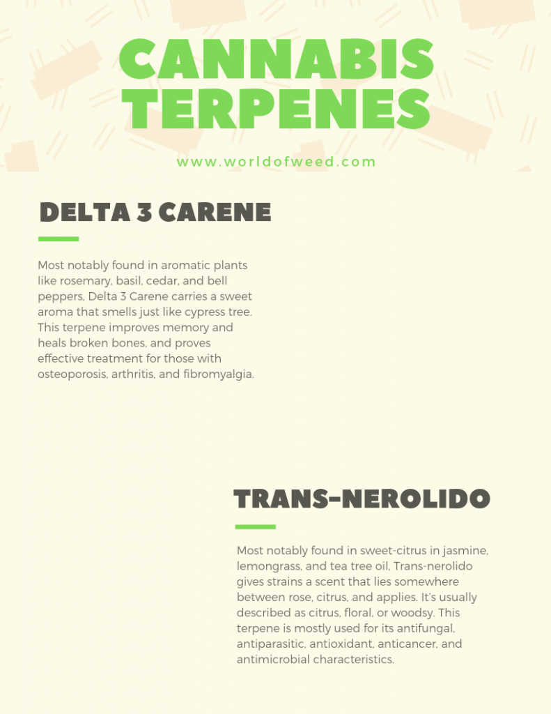 cannabis terpenes