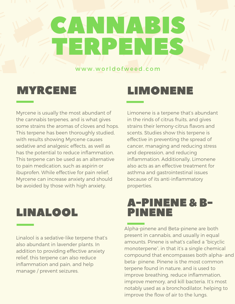 [INFOGRAPHIC] Cannabis Terpenes: What You Need to Know