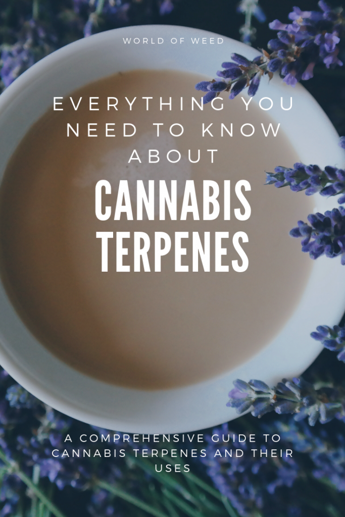 cannabis terpenes, what are cannabis terpenes