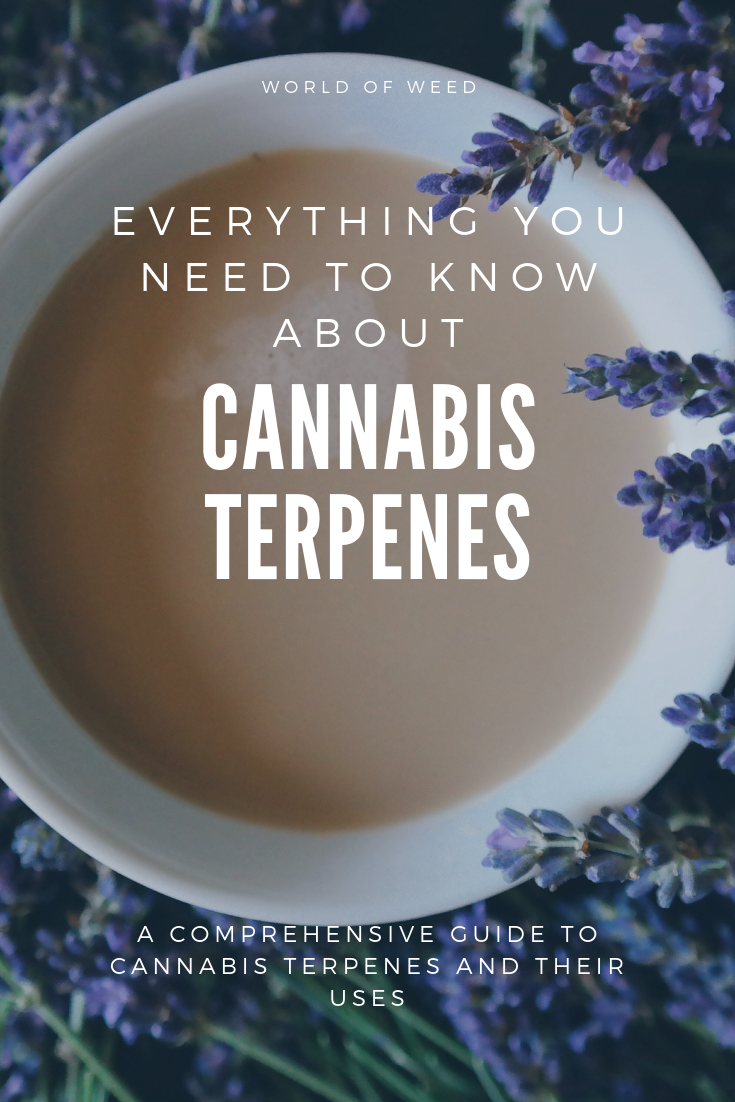 Everything You Need to Know About Cannabis Terpenes and Their Uses