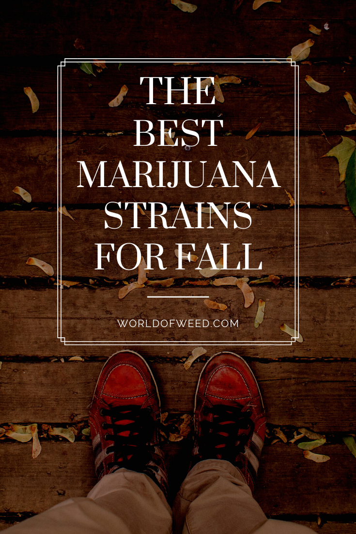 The Best Marijuana Strains for Fall