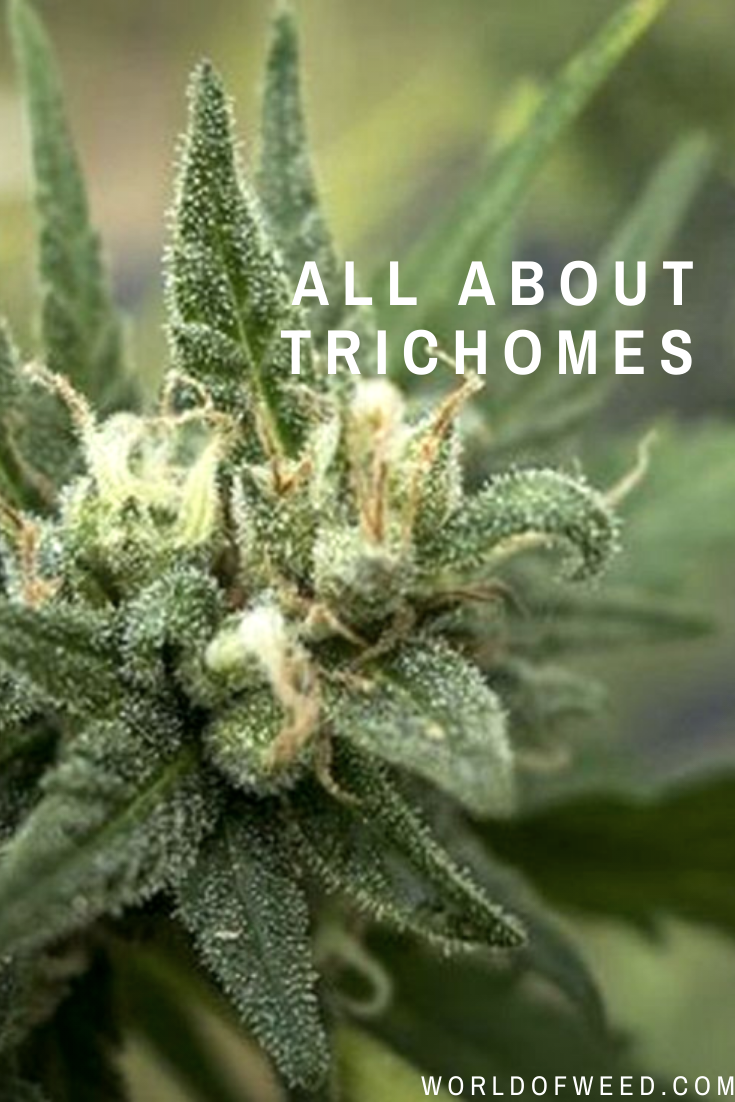 Trichomes: What You Need to Know