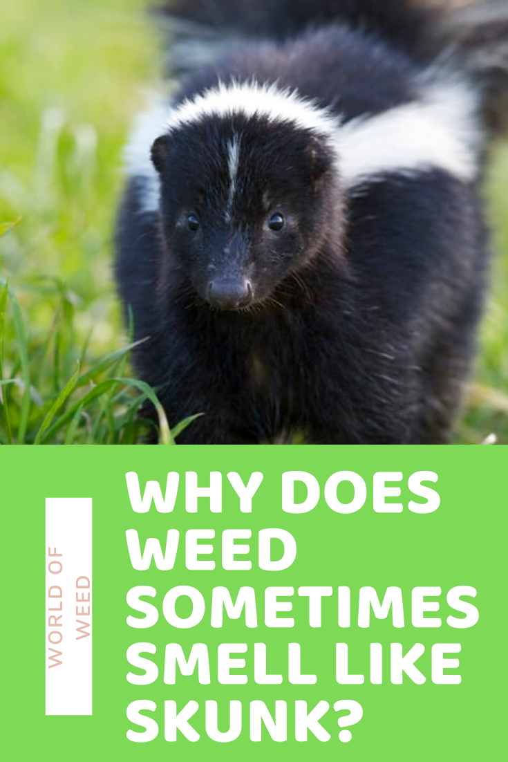 Why Does Weed Sometimes Smell Like Skunk?