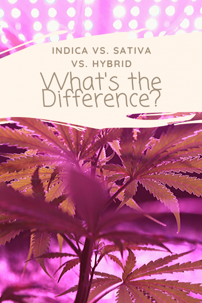 indica vs sativa vs hybrid