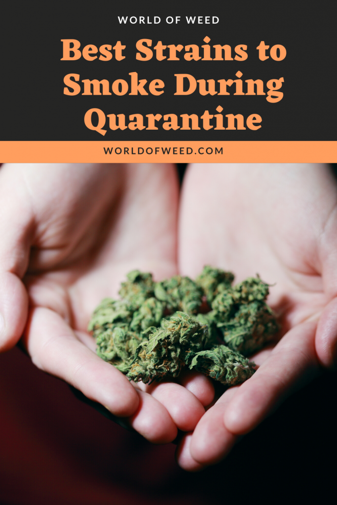 Best strains to smoke during quarantine 