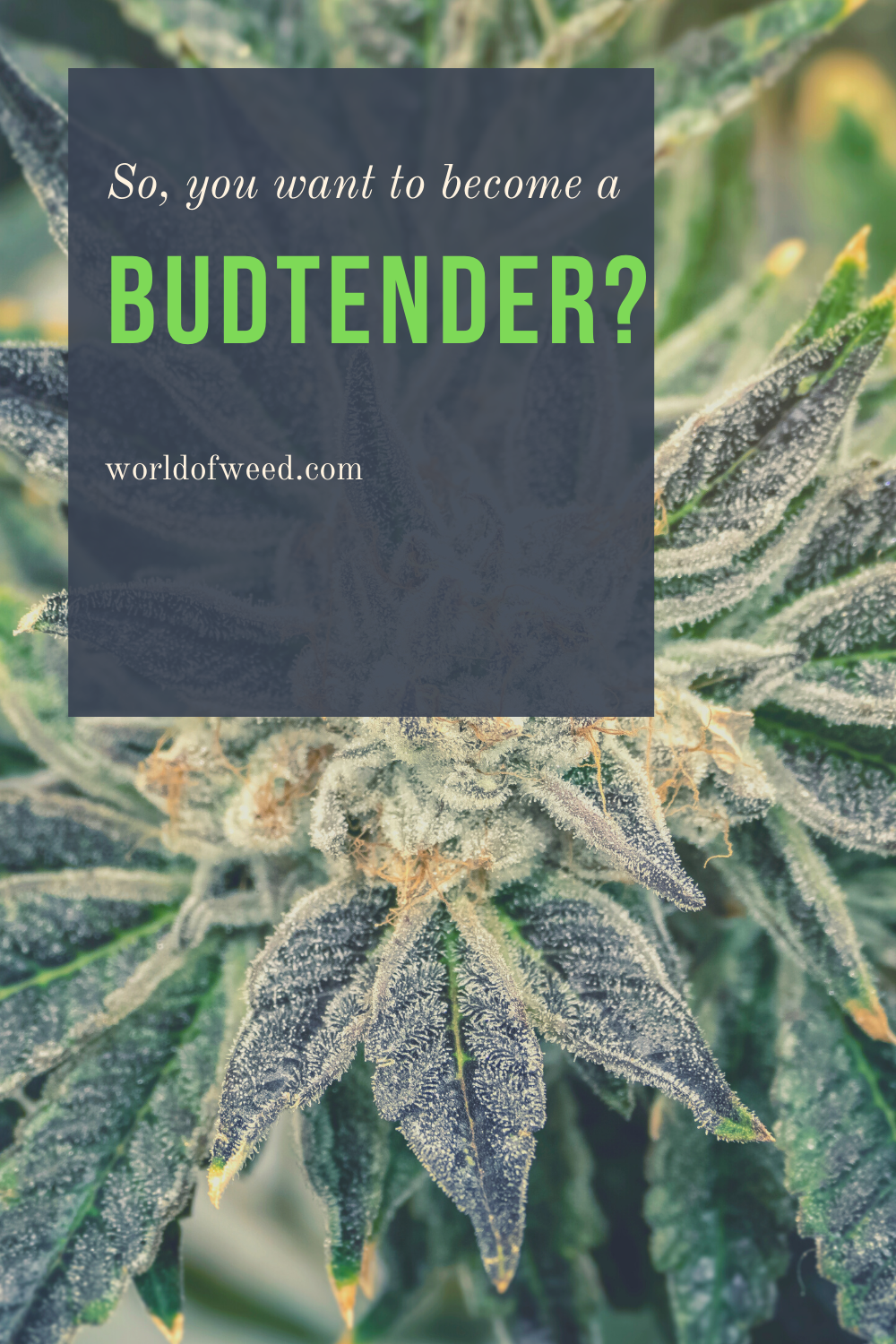 So You Want to Become a Budtender