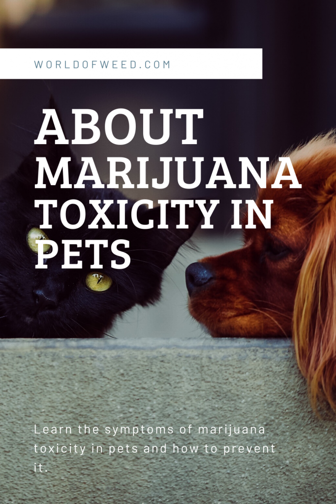 Learn about marijuana toxicity in pets from this World of Weed blog post. 