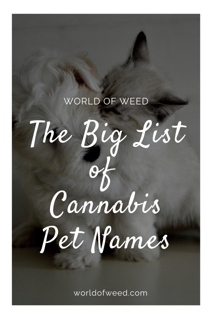 The Big List of Cannabis Pet Names