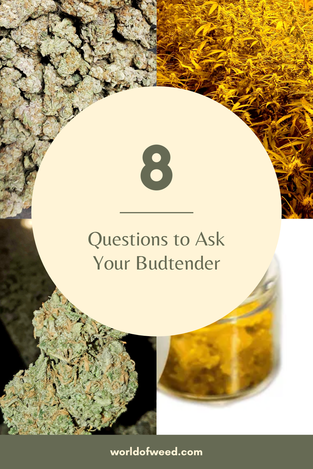 8 Questions to Ask Your Budtender