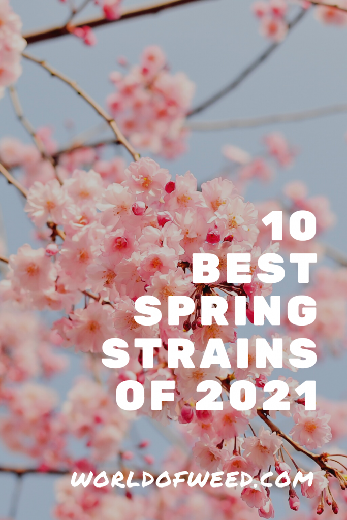 10 Best Spring Strains of 2021, Tacoma dispensary World of Weed