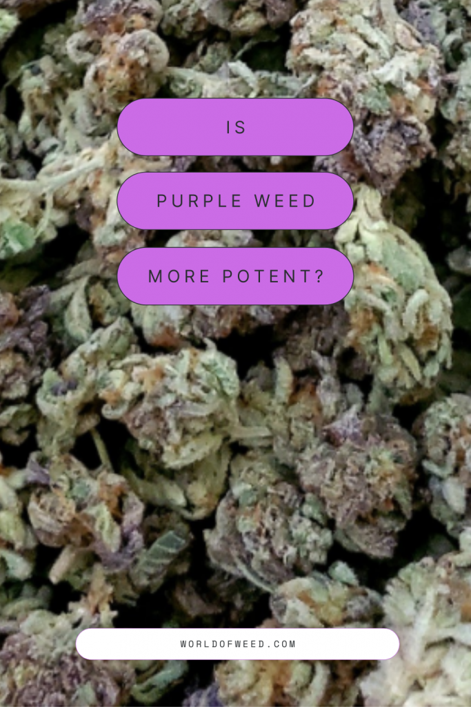 Is purple weed more potent? by Tacoma dispensary World of Weed