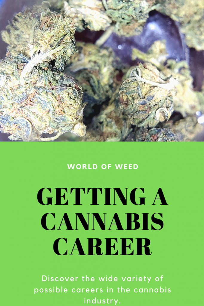 Getting a cannabis career, Tacoma dispensary World of Weed