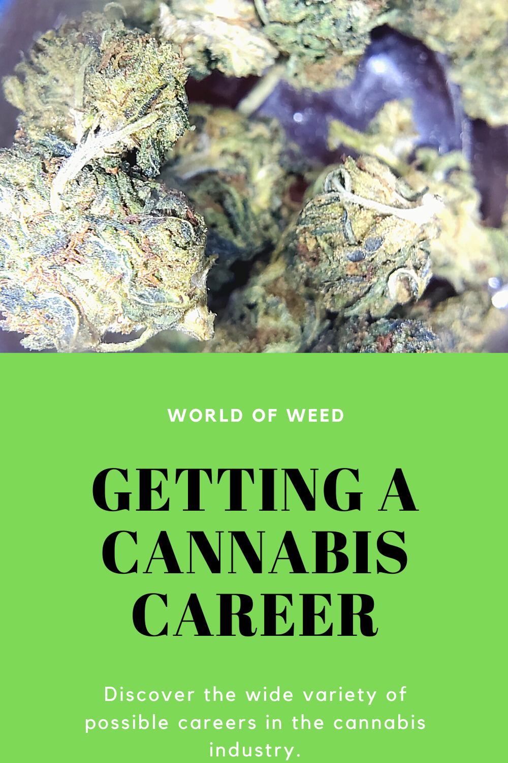 Getting a Cannabis Career