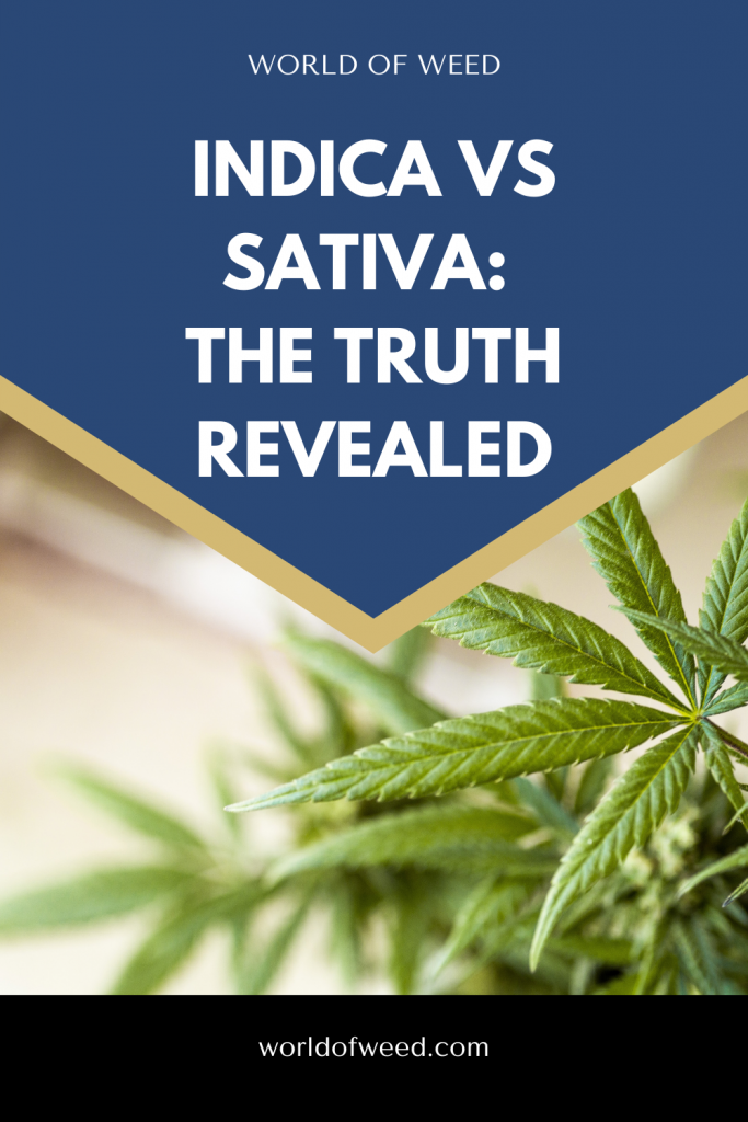 the truth about indica vs sativa by tacoma dispensary world of weed