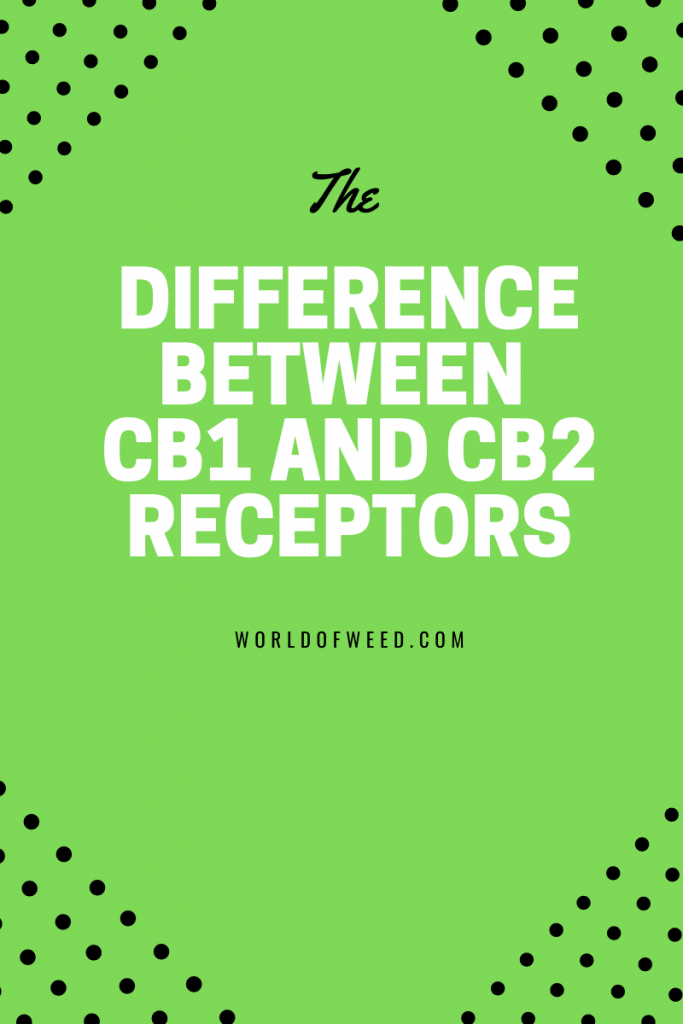 Understanding the difference between cannabis CB1 and CB2 receptors 